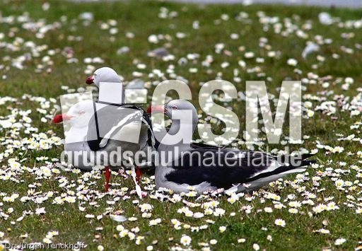 Delphinmöve (4 von 8).jpg